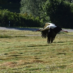 photos/Tierwelt/thumbnails/Storchenshooting in Salem3.jpg